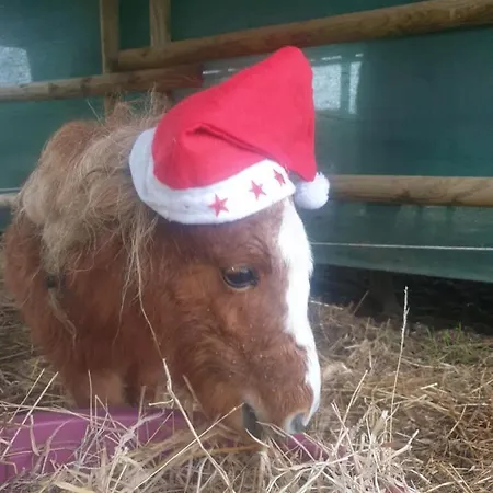 Sondela Self Catering בקתה *