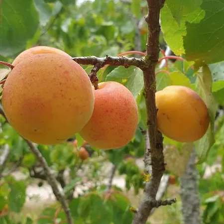 Sondela Self Catering סאו מרטיניו דו פורטו