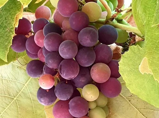 Sondela Self Catering Chalet *