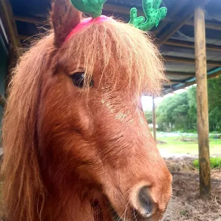 Sondela Self Catering Chalé