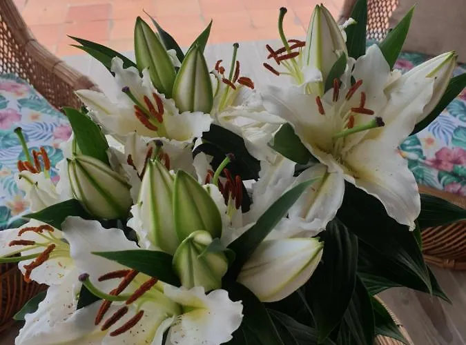 Chalet Sondela Self Catering *