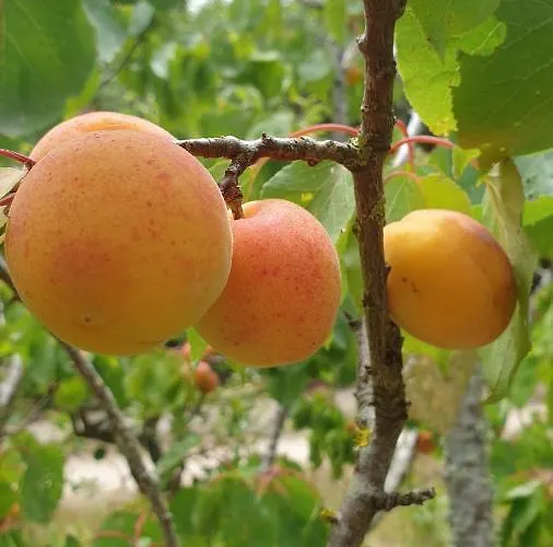 Sondela Self Catering São Martinho do Porto